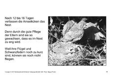 Bilderbuch-Amsel-SW-18.pdf